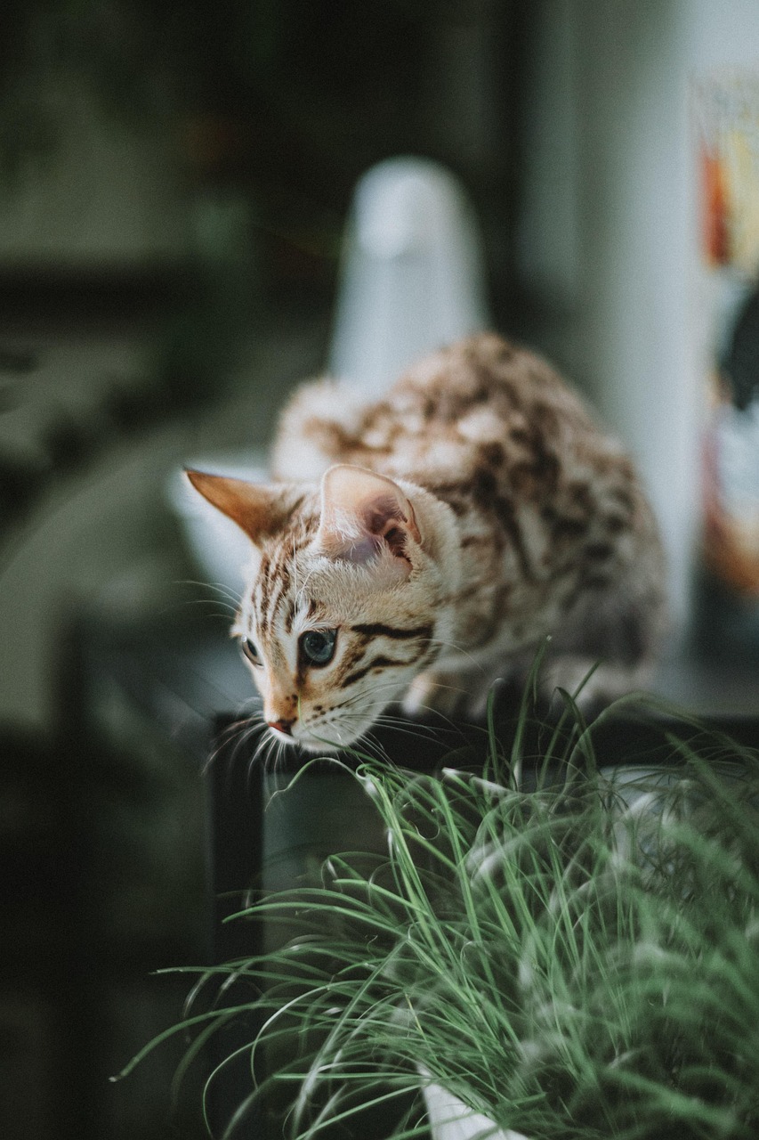 cat, feline, bengal, kitty, fur, animal, domestic, nature, pet, curious, adorable