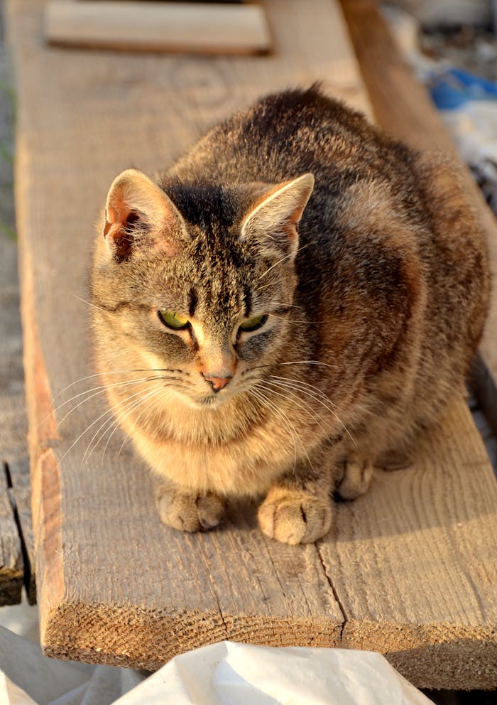 A tabby cat rests on a wooden board, basking in warm sunlight.