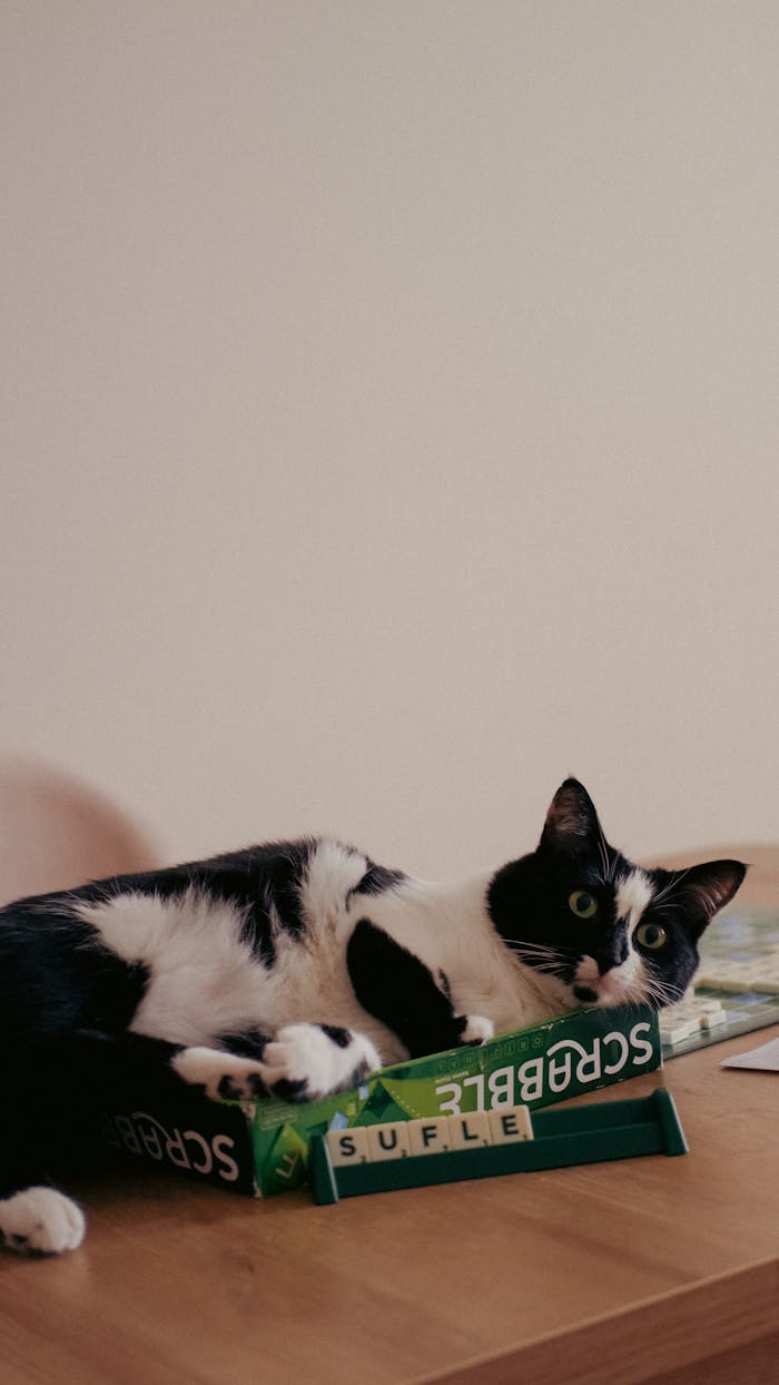 A curious black and white cat lounging on a Scrabble box on a wooden table.