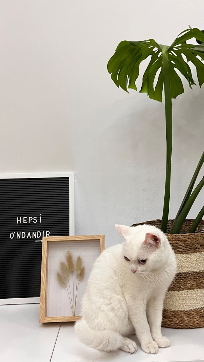 White cat sitting beside a monstera plant in a cozy home setting with decorative elements.